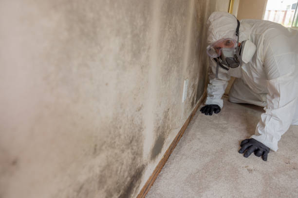 Best Mold Odor Removal Services  in Washington, IA